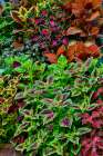 USA, Washington State, Sammamish. Coleus in planters in garden Art Print